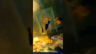 my aquarium fishes 🐠 golden fishes and gorame fishes 🤩🐬