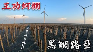 王功蚵棚 潮水流到大批黑鯛上游覓食【黑鯛路亞】/黑格/黑鯛/沙格 陳小Chi路亞日誌