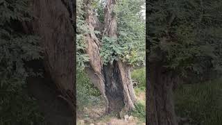 tree condition after thunderbolt (pidugu) strike on tree | hyderabad|