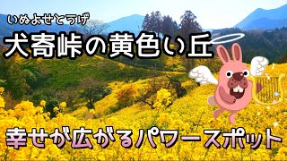 【愛媛県　犬寄峠（いぬよせとうげ）の黄色い丘】2024年3月16日