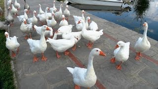 Duck Feeding in Kastoria Lake