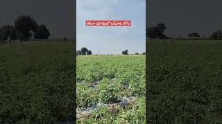 టమాట సాగు కొత్త పద్ధతిలో #farmarvlog #farmer #viral #