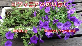 サフィニア（ペチュニア）の切り戻し。株元がさみしくなってしまったサフィニア　Cut Back Surfinia(Petunias)