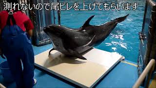 イルカの体重の測り方【浅虫水族館公式】