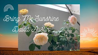 【ブリングミーサンシャイン.6月】bring me sunshine/David Austin Roses/デビッドオースチン/イングリッシュローズ/バラ/ベランダ