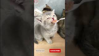 Cutest kitty on internet 💋❤️😘#shorts #viral #youtubeshorts #memes #short #youtubefeeds #funnyvideos