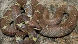 Name: common wolf snake, (સામાન્ય વરુદંતી)#🐍 (બિનઝેરી)🐍Scientific name:Lycodon capucinus#