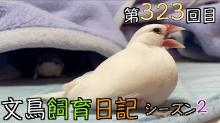 文鳥飼育日記シーズン2第323回目