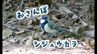 地面をウロウロ♪可愛いシジュウカラ｜Great tit