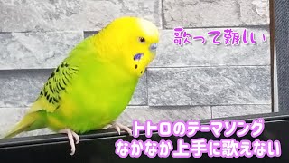 トトロのテーマソングの練習…なかなか上手になりません　　(セキセイインコの歌)　