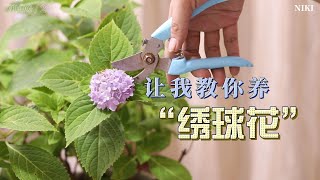 绣球花怎么养？园艺师教你，绣球花的实操养护技巧