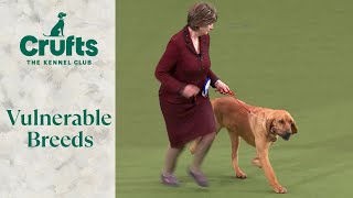 Vulnerable Breeds Competition Final | Crufts 2024