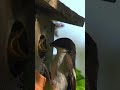 Two pied flycatchers feed each other and their chicks #shorts #love #birds #birdslover #slowmotion