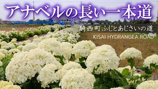 加須市騎西ふじとあじさいの道【1,500mあじさいロード】Beautiful Annabeles of Kisai Hyrdangea Road, Saitama