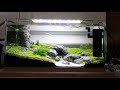 Small tank aquascape with carpet seed