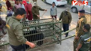 Sikkim Forest Wildlife Team Rescue Wild Bear Near Capital Gangtok At Rongyek