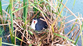 The Hatching of White Breasted Waterhen Eggs in Middle of Lake (3) – Mother Bird Laying Eggs E200