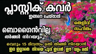 ഒരു പ്ലാസ്റ്റിക് കവർ മതി ബോഗൈൻവില്ലേ തിങ്ങി നിറയാൻ /poppy vlogs/malayalam