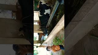 #ದನದ ಕೊಟ್ಟಿಗೆಯಲ್ಲಿ ಮಗುವಿನ ಮುಗ್ಧತೆ ನೋಡಿ🤗 #he wants to give food for cows # very innocent 🥰 subscribe