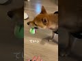 【豆柴蘭丸】永遠とボール遊び300回以上した結果、、、もう飽きる？？ 柴犬　 豆柴　 dog shiba