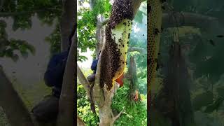 Amazing wild bees carry good honey, natural beehives in trees. #honeybee #honey #beeside