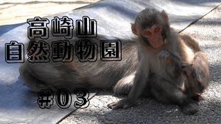 [#03] 高崎山自然動物園の日常 ピーちゃん親子