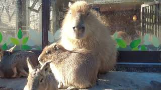 2023年11月撮影カピバラ虹の広場3(伊豆シャボテン動物公園)