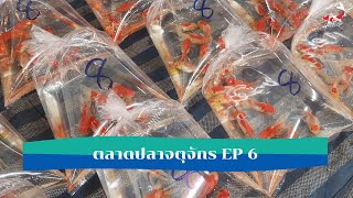 ตลาดปลาจตุจักร EP6 - บรรยากาศวันที่ 18 มี.ค. 63