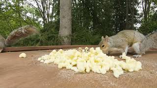 Videos for Cats and Dogs: City Critters - Squirrels vs. Crows