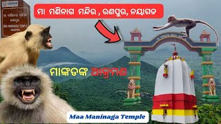 ମା ମଣିନାଗ temple , ରଣପୁର  | ମାଙ୍କଡଙ୍କ ଆକ୍ରମଣ | Nayagarh, Odisha #odisha #travel #mountains #video