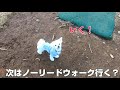 【犬旅】子犬のにこちゃんエンゼルフォレスト那須白河へ行く♪① 7