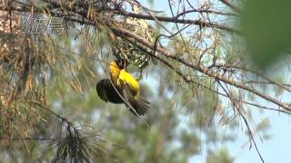 黑頭織布鳥Ⅱ（2013-05-26）