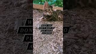 Ellie:BENGAL 🌿☀️ #shorts #catvideos #bengalcat #cats #catio #outdoors #fetch #cat #pets #cutecat