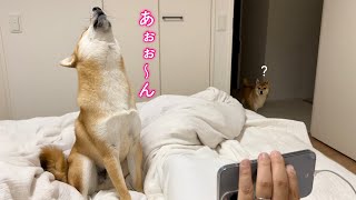 愛犬の遠吠えが想像以上に美声すぎてびっくりしました