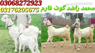 Nachi bakra Nachi Bakre goat farming Kaise Karni chahie doodhwali bakriyan Lahore Shahpur kanjra Man