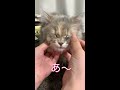 フェイスマッサージが気持ち良すぎるちゃう子猫 face massage shorts