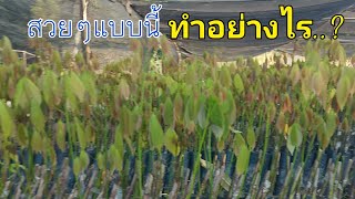 เร่งตายางให้งอกเร็ว ต้นสวยๆ อวบๆ | deaw channel