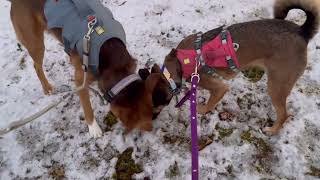 お正月にママの実家でぬくぬく過ごした野犬の子たち千葉に帰ります^^