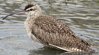 Whimbrel takes a bath in shallow creek