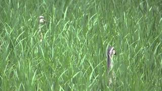 Spotbill Ducks in the Rice Paddy カルガモ（野鳥）が水田で採食