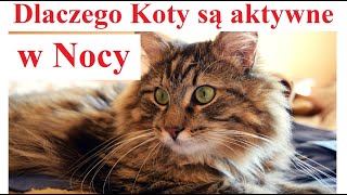 Dlaczego Koty są Aktywne w Nocy