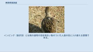 鳥類標識調査