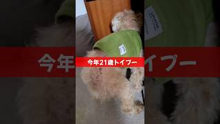 ハイシニアのリアルご飯！ #toypoodle #トイプードル #ハイシニア犬 #走る犬 #長生きの秘訣 #dog #20yearsold #ご飯