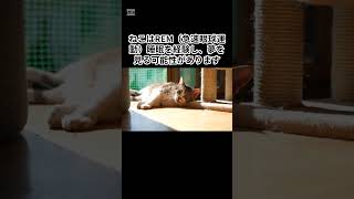 【9割が知らない】ねこの豆知識  #shorts #cat #ねこ