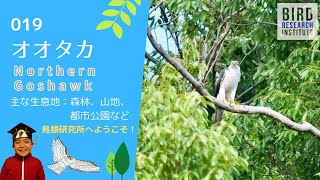 鳴き声が可愛すぎるオオタカさん