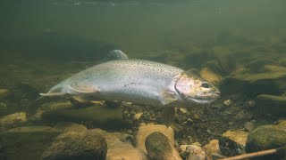 Underwater Spring Steelhead Migration on the Great Lakes (Underwater + Drone Footage)