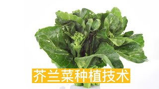 芥兰种植技术