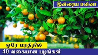 ஒரே மரத்தில் 40 வகையான பழங்கள்  | இன்றைய மன்னா | | Tamil Christian Messages | Tamil Bible School