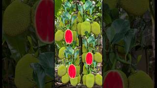 Special Skills Grafting jackal branches in Watermelon with eggs Get lots of frui