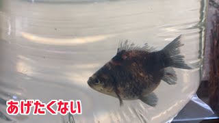 豊悦さんのプレゼント企画の金魚の紹介と入荷情報